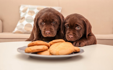 Chocolate Labrador Retriever puppies near plate with cookies indoors