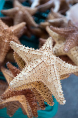 A group of stacked starfish for sale as decoration souvenir