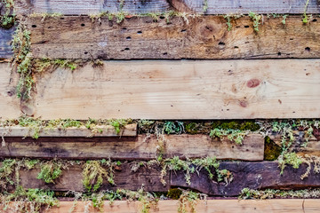 Planks laid with moss. Boards of different types of wood. Crushed old boards. The background is made of wood.