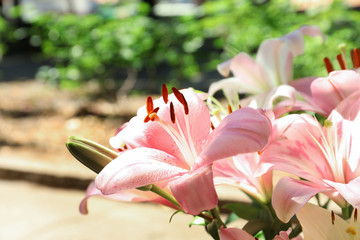 Beautiful blooming lily flowers in garden, closeup