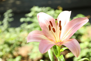 Beautiful blooming lily flower in garden, closeup