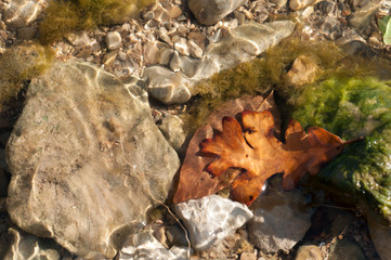 Lake bottom along shore