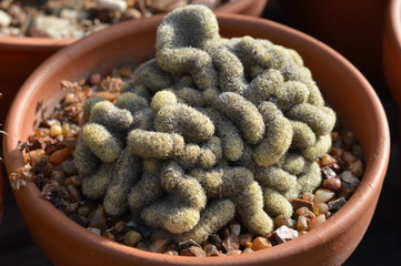 Cactus y Suculentas