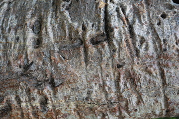 Beautiful bark of the baobab tree