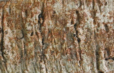 Beautiful bark of the baobab tree