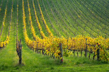 Autumn Vines