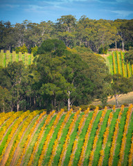 Autumn Vines