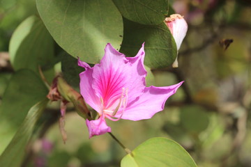 Obraz premium Sao Paulo City