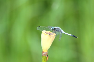 シオカラトンボ