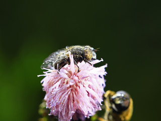 The gadfly, taken in the wild