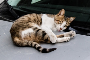 a cute cat posing to camera while lying on a car