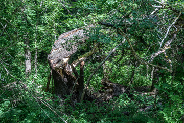 Strong wind broke a mighty tree, but which were next to smaller trees the wind did not touch