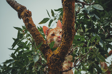 Fototapeta na wymiar Cat on tree