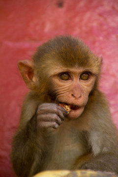 Monkey of the Swayambhunath Monkey Temple, Kathmandu, Nepal