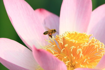 ミツバチと蓮の花