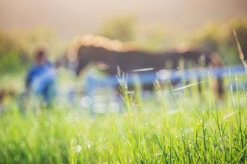 Green meadow and Grasses with morning dew at foreground and horses in stable as background with gold sunlight
