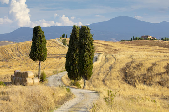 Cypress trees and fields in the afternoon sun at Agriturismo Terrapille (Gladiator Villa) near Pienza in Tuscany
