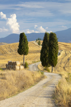 Cypress trees and fields in the afternoon sun at Agriturismo Terrapille (Gladiator Villa) near Pienza in Tuscany