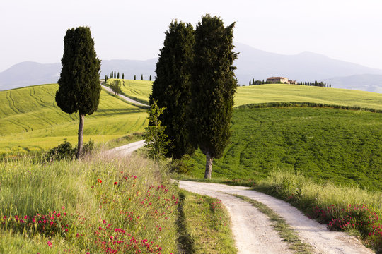 Cypress trees and green fields in the afternoon sun at Agriturismo Terrapille (Gladiator Villa) near Pienza in Tuscany
