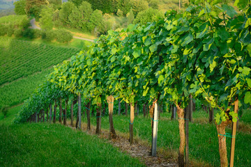 View of a vineyard in the summer