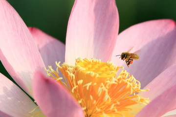 ハスとミツバチ