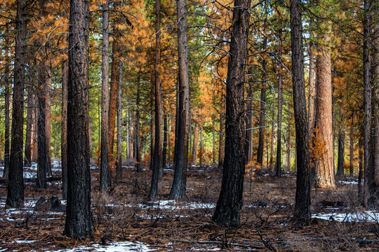 A partially burnt forest of ponderosa pines after a fire has swept through, Oregon