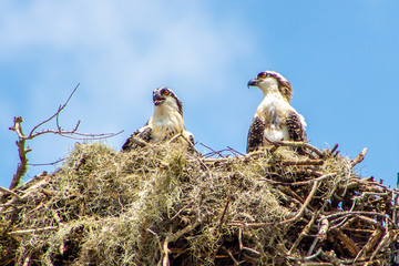 Osprey nest in Sarasota, FL