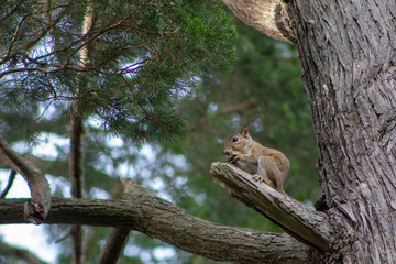 Florida squirrel on a hot summer day