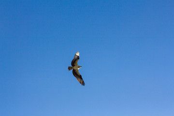 Florida osprey in flight