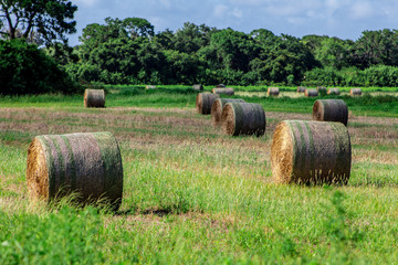 Bale of hay