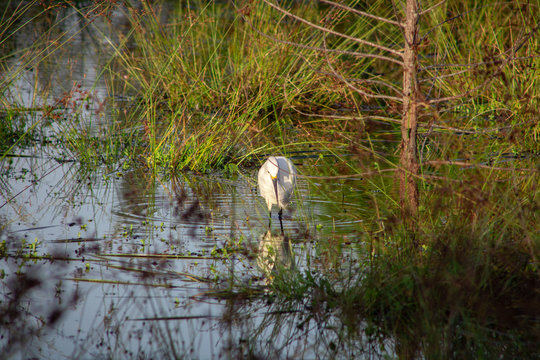 Egret looking for a bite to eat