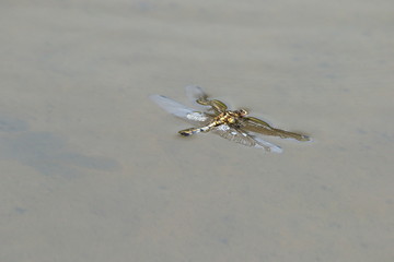 死んでいるトンボ
