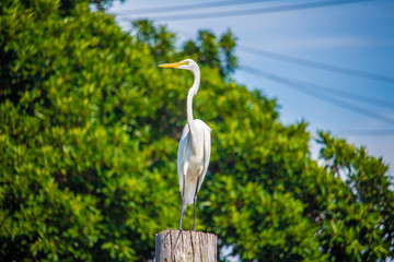 Florida egret observing
