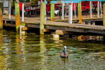 Pelican at old Florida fishing village