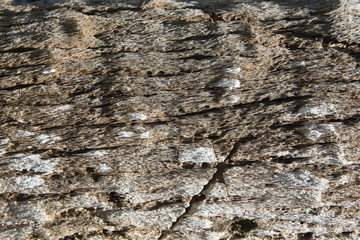 Close - up of beautiful bark palm tree