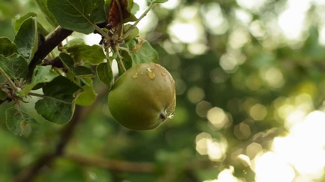 Green apple on a tree branch with leaves. Apple tree garden in the evening.