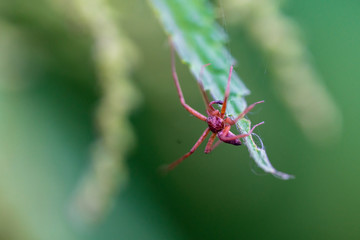 Waldspinne