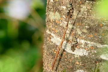 ナナフシとセミ