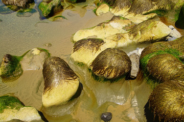 Kelp draped on rocky protrusions