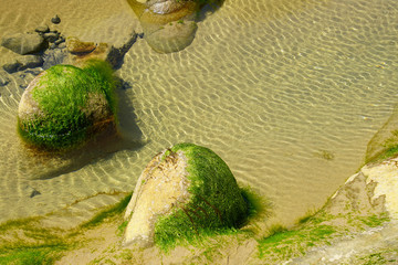 Kelp draped on rocky protrusions