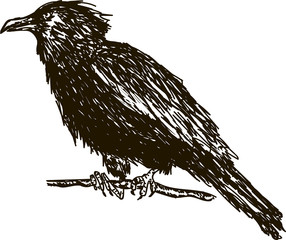 Vintage drawn raven. Crow, bird sketch.