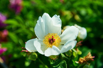 The chinese herbaceous peony flowers in blossom.
