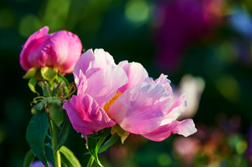 Fototapeta na wymiar The chinese herbaceous peony flowers in blossom.