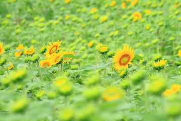 咲始めのヒマワリ