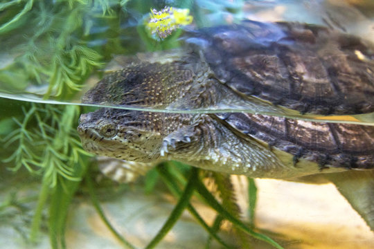 Snapping Turtle Partly Submerged in Water