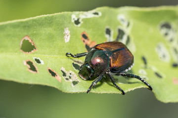 Japanese Beetle (Popillia japonica)