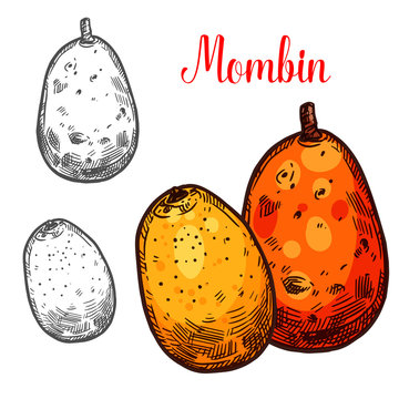 Mombin vector sketch tropical fruit