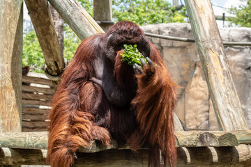 Male bornean orangutan © Suzanna