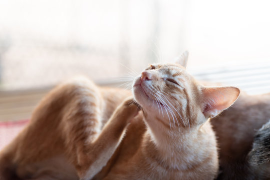 Ginger cat is scratching itself, cute pet at home