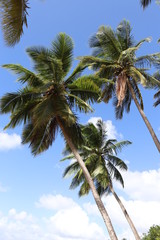 Fototapeta na wymiar Palm trees with a blue sky background